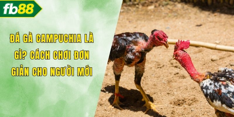 Đá gà Campuchia