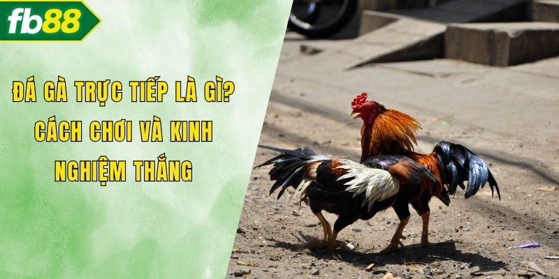 Đá gà trực tiếp